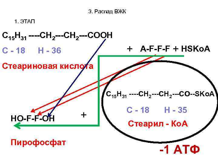 3. Распад ВЖК 1. ЭТАП C 15 H 31 ----CH 2 ---COOH С -