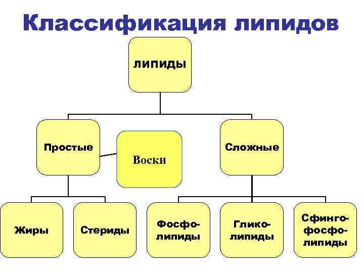 Классификация липидов ЛИПИДЫ Простые Жиры Стериды Воски Фосфолипиды Сложные Гликолипиды Сфингофосфолипиды 