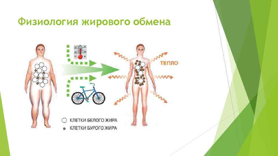 Физиология жирового обмена 