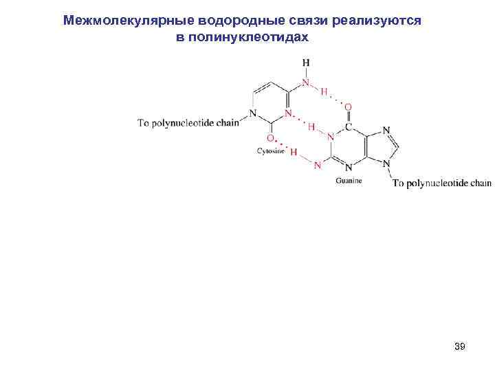 Межмолекулярные водородные связи реализуются в полинуклеотидах 39 