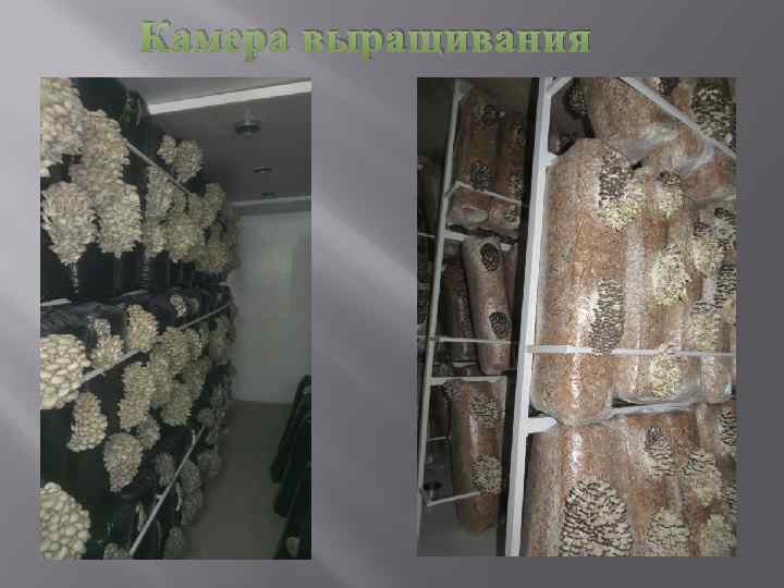 Камера выращивания 