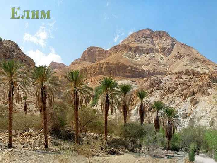 Елим 