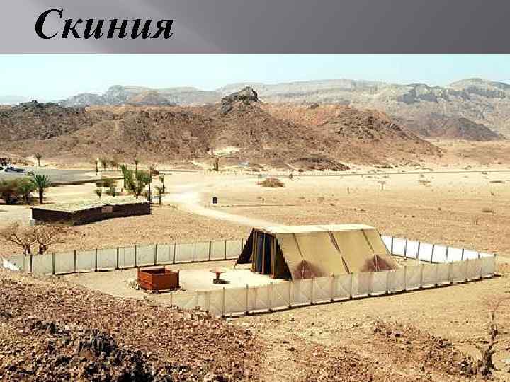 Скиния 