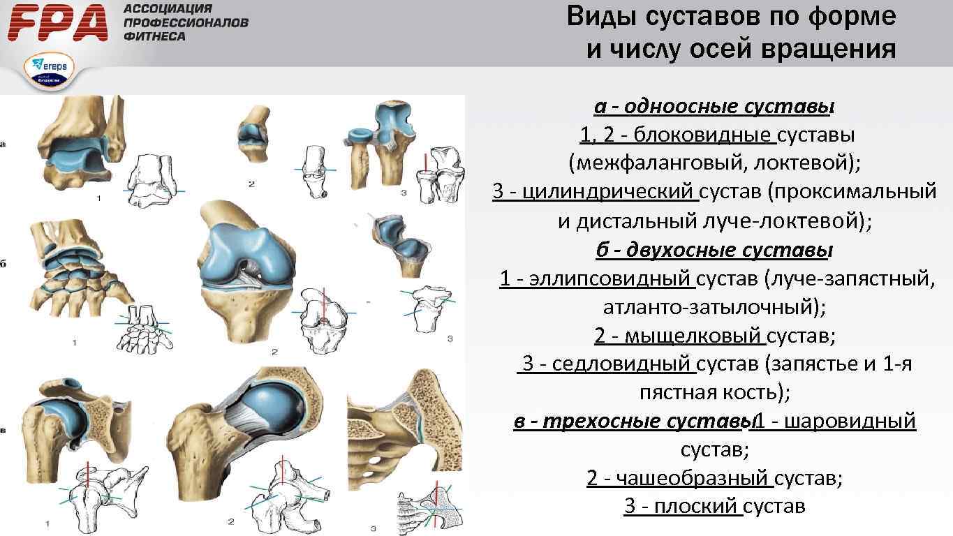 Установите соответствие кости. Суставы одноосные двухосные трехосные. Классификация суставов по форме суставных поверхностей. Суставы, по числу суставных поверхностей различают. Классификация суставов одноосные двухосные.