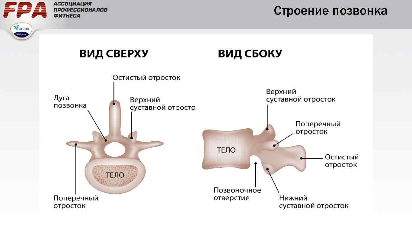 Строение позвонка 