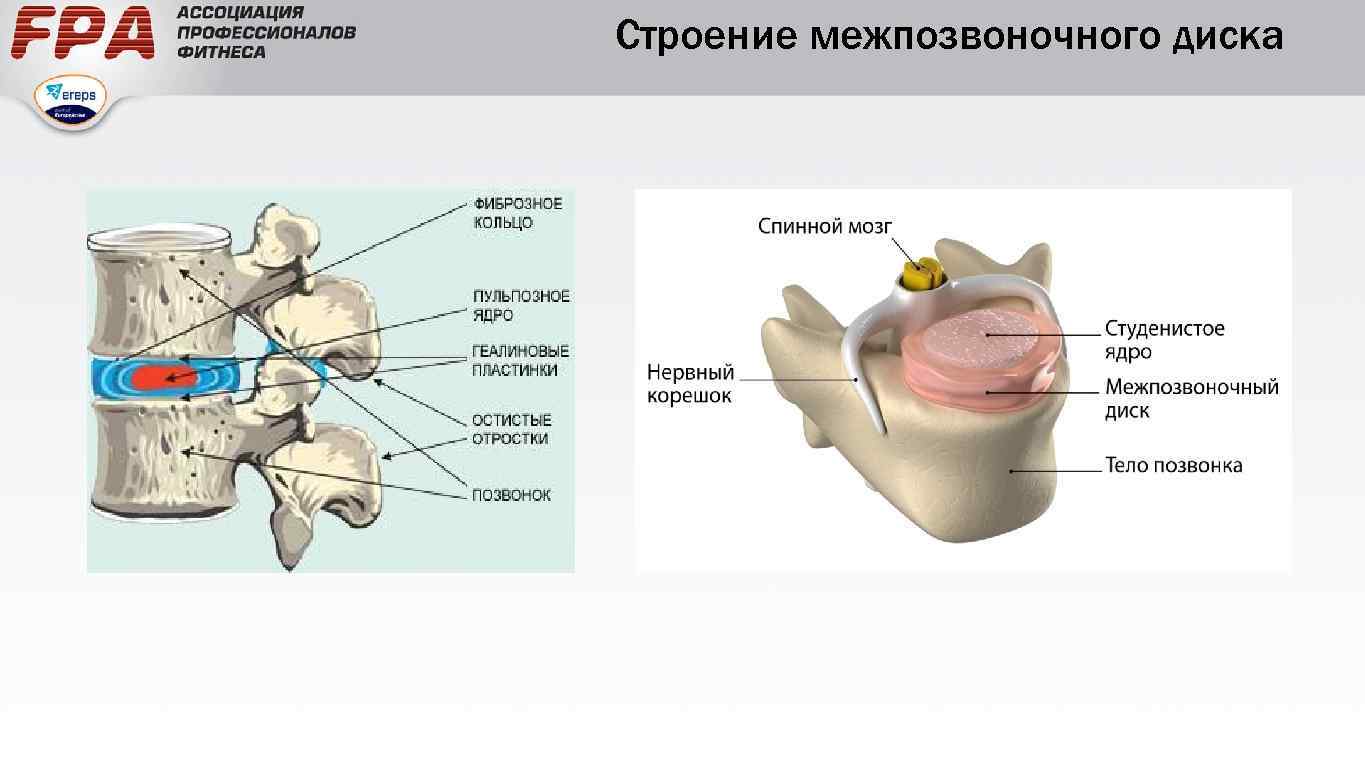 Строение межпозвоночного диска 