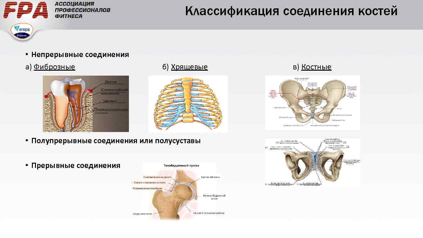 Характеристики соединения костей