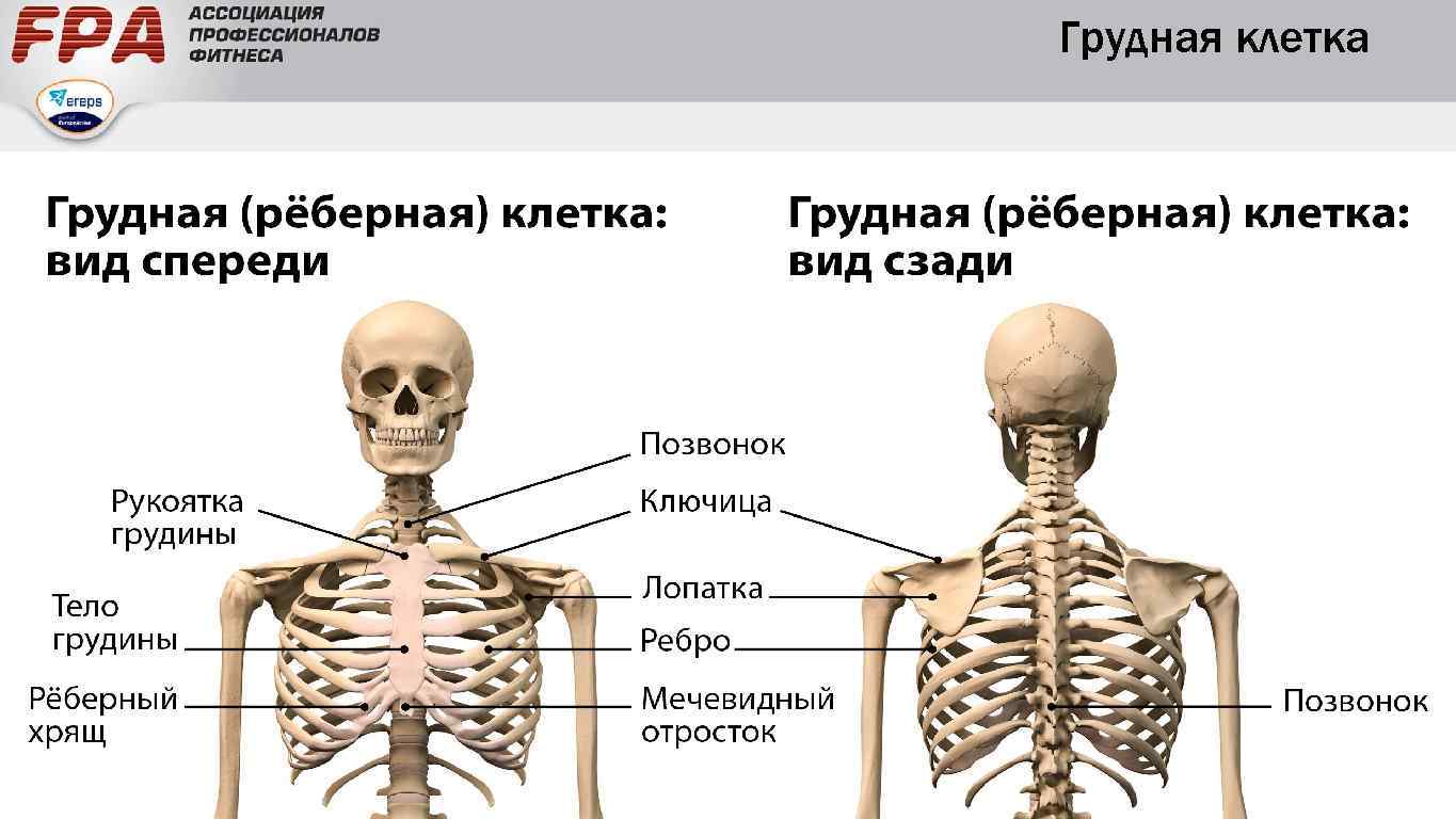 Строение скелета грудного отдела. Грудная клетка кости скелета. Строение грудной клетки. Строение костей грудной клетки. Грудной скелет человека с названием костей.