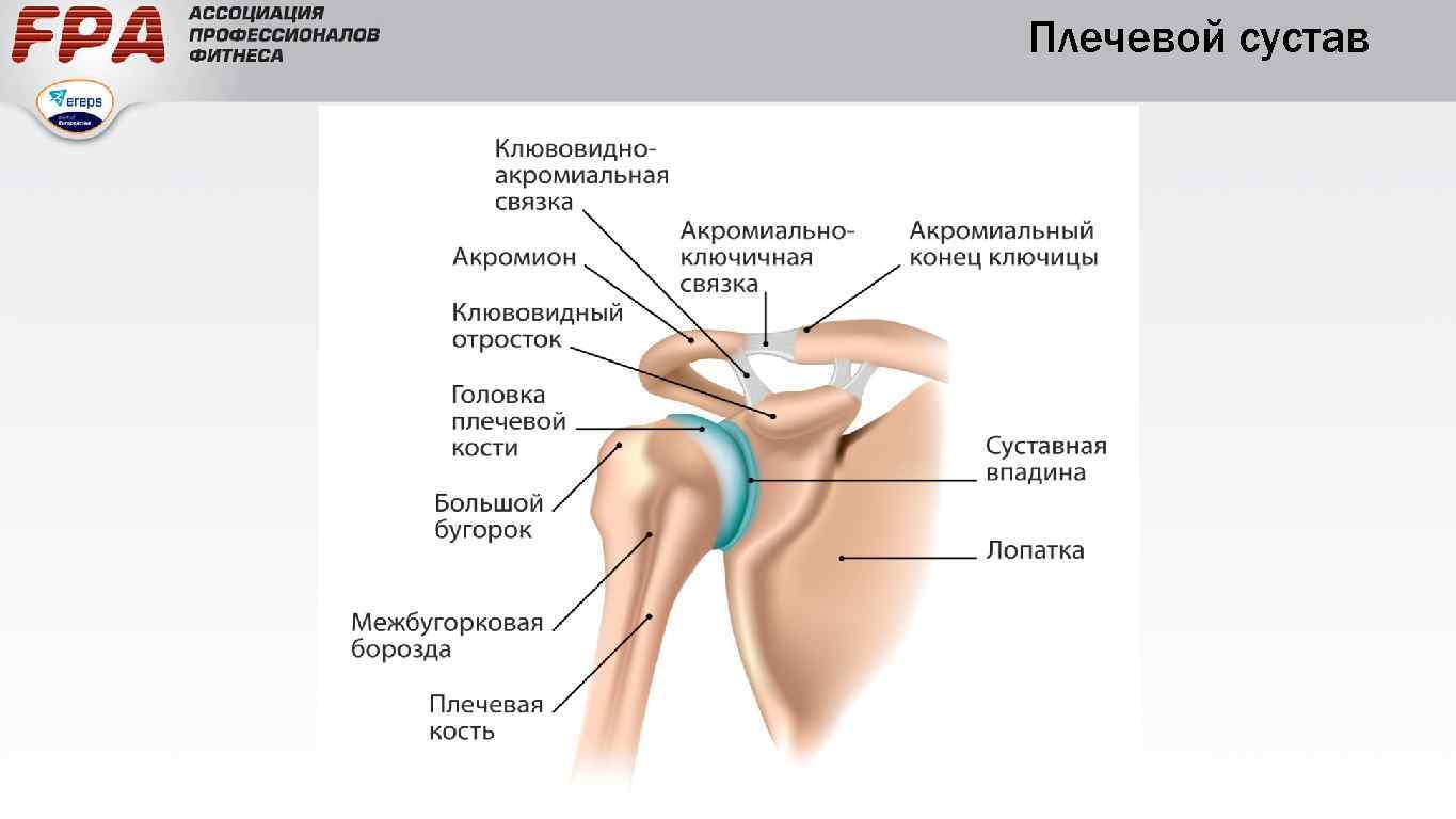 Сустав в воронеже купить. Плечевой сустав анатомия строение. Строение плечевого сустава схема. Схема связок плечевого сустава. Структура плечевого сустава человека анатомия.