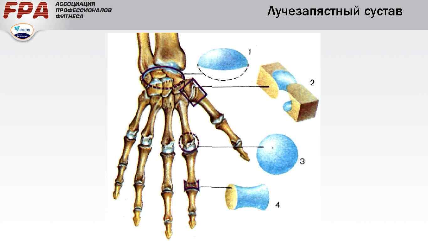 Лучезапястный сустав 