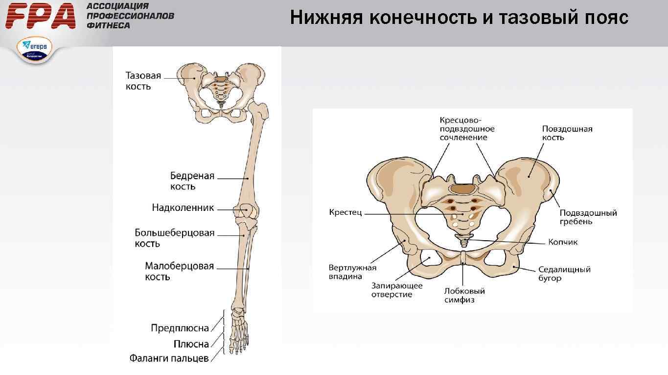 Берцовая и подвздошная кость. Кости таза строение анатомия. Строение костей тазового пояса. Строение скелета тазового пояса. Подвздошная кость пояс нижних конечностей.