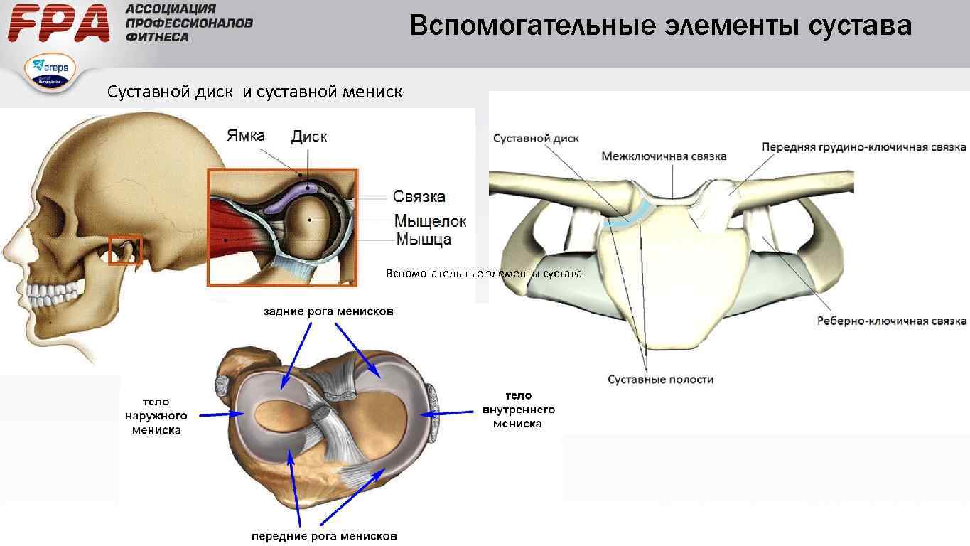 Дислокация сустава. Суставные диски и мениски. Суставы с внутрисуставными дисками.