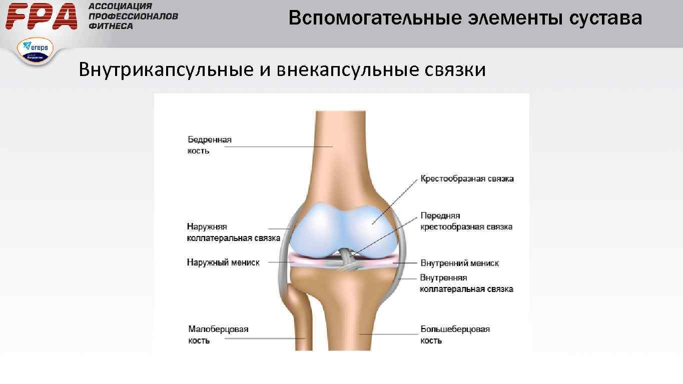 Вспомогательные элементы сустава Внутрикапсульные и внекапсульные связки 