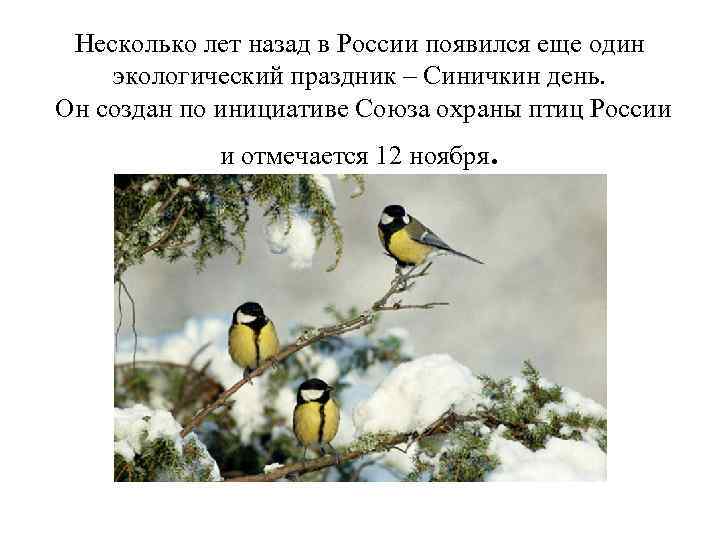 Несколько лет назад в России появился еще один экологический праздник – Синичкин день. Он