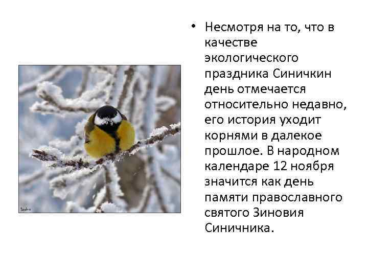  • Несмотря на то, что в качестве экологического праздника Синичкин день отмечается относительно