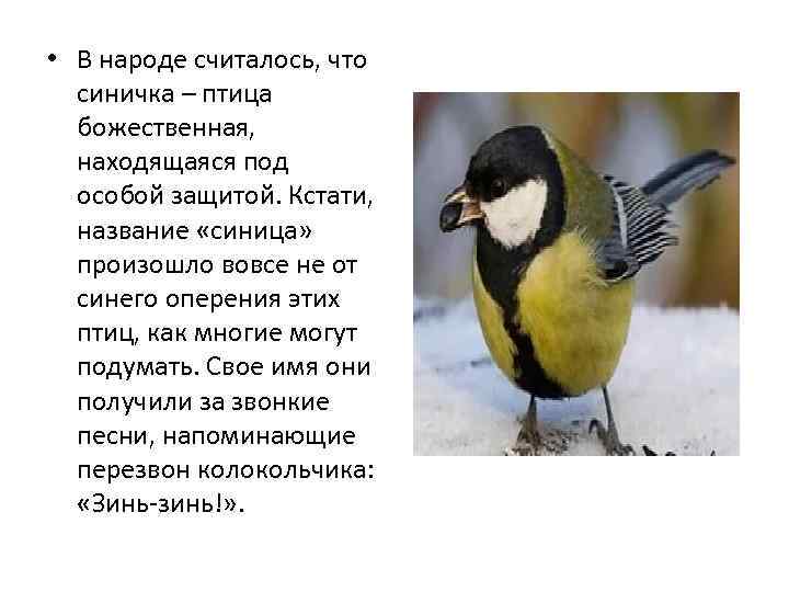  • В народе считалось, что синичка – птица божественная, находящаяся под особой защитой.