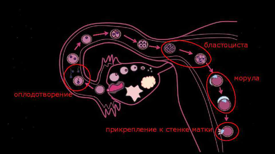 бластоциста морула оплодотворение прикрепление к стенке матки 