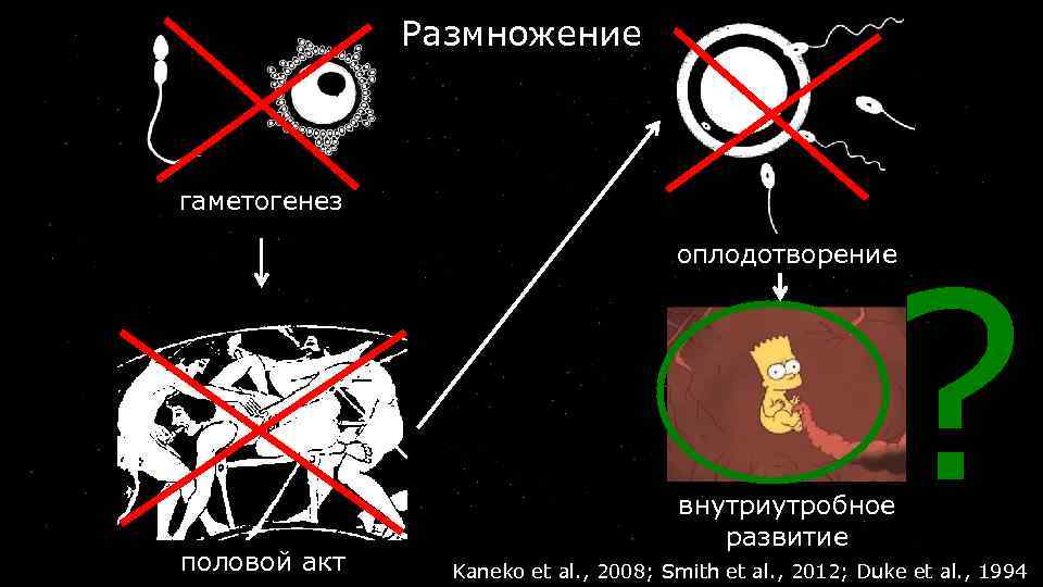 Размножение гаметогенез ? оплодотворение половой акт внутриутробное развитие Kaneko et al. , 2008; Smith
