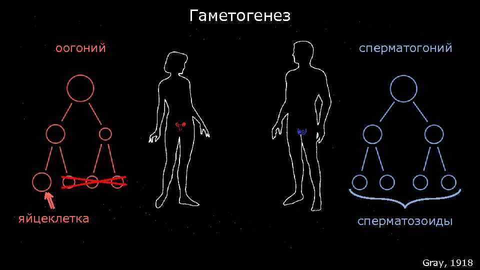 Гаметогенез оогоний яйцеклетка сперматогоний сперматозоиды Gray, 1918 