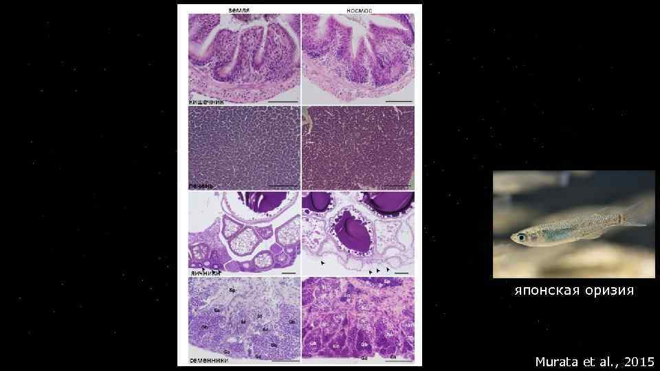 японская оризия Murata et al. , 2015 
