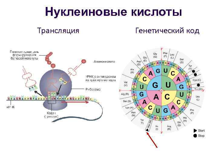 Нуклеиновые кислоты Трансляция Генетический код 