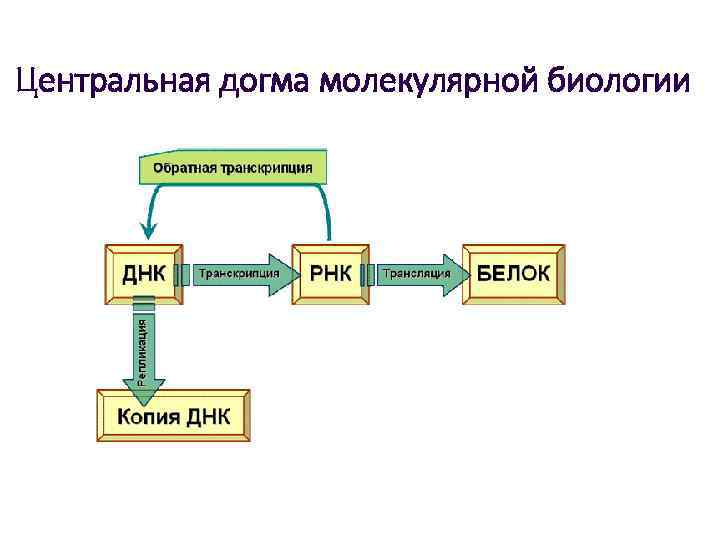 Центральная догма молекулярной биологии 