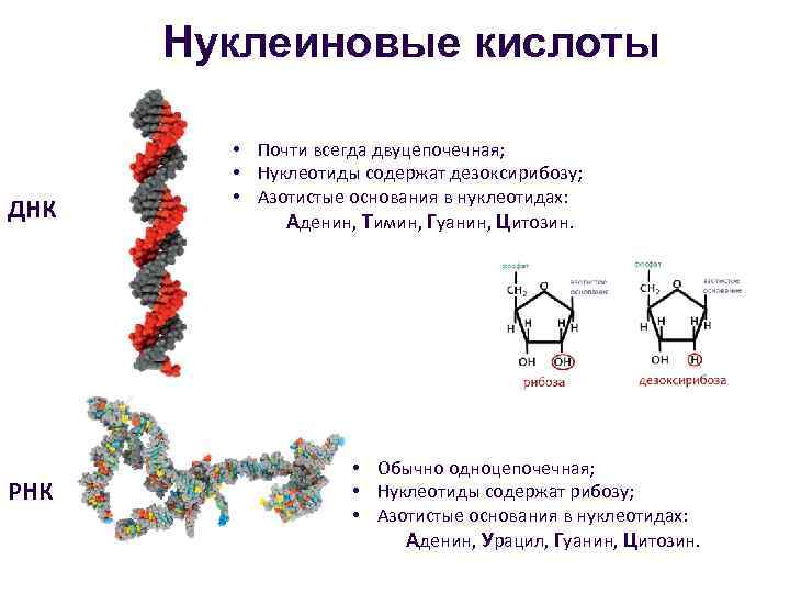 Химическое строение днк и рнк