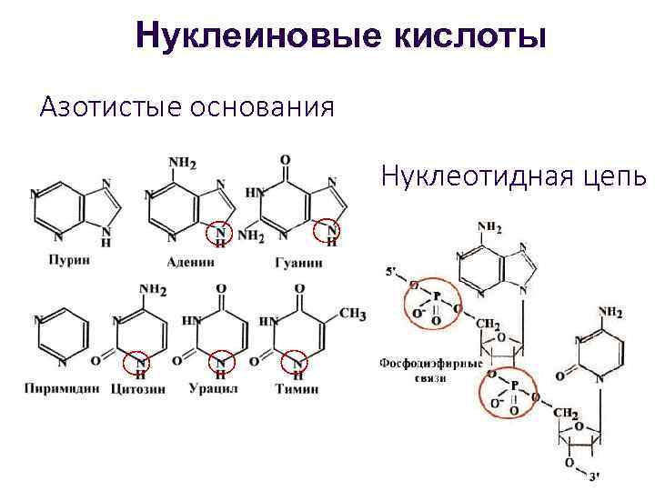 Нуклеиновые кислоты Азотистые основания Нуклеотидная цепь 