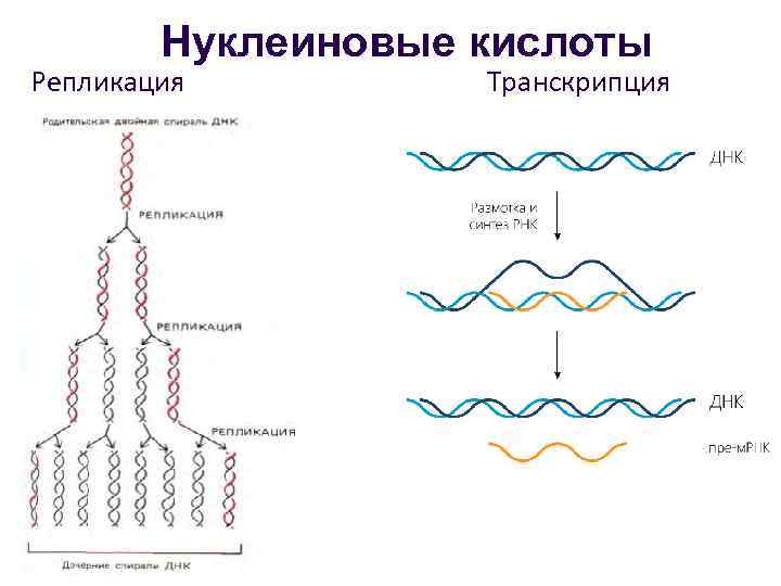 Происходит синтез нуклеиновой кислоты. Синтез нуклеиновых кислот репликация и. Нуклеиновые кислоты транскрипци. Синтез нуклеиновых кислот репликация и транскрипция. Репликация нуклеиновых кислот.