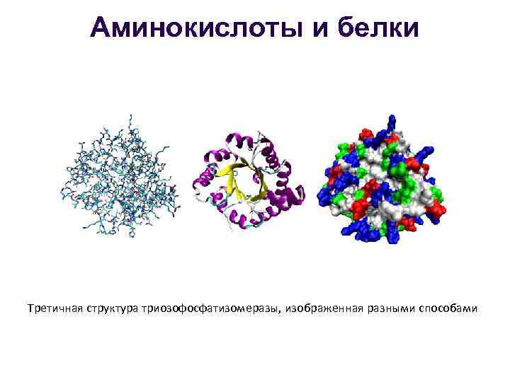 Аминокислоты и белки Третичная структура триозофосфатизомеразы, изображенная разными способами 