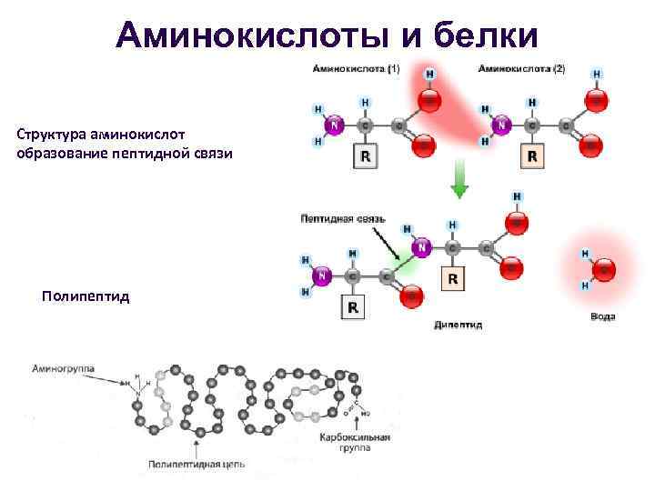 Белки схема химия