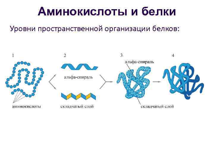 Организации белка. . Уровни организации белковой молекулы: первичная структура белка.. 4 Уровня пространственной организации белков. Уровни структурной организации белковой молекулы. Уровни пространственной организации белка.