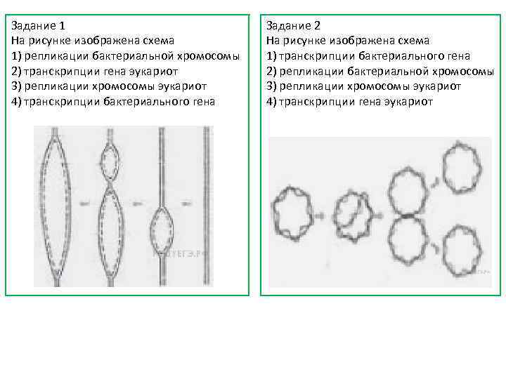 Задание 1 На рисунке изображена схема 1) репликации бактериальной хромосомы 2) транскрипции гена эукариот