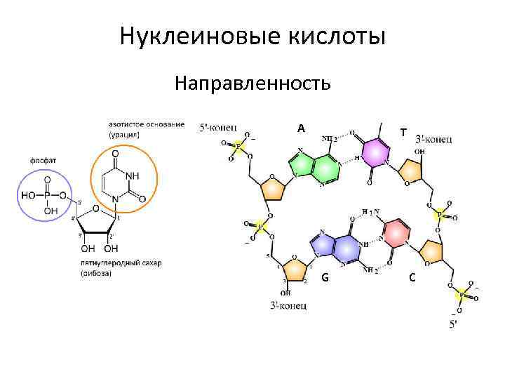 Нуклеиновые кислоты Направленность А T G C 