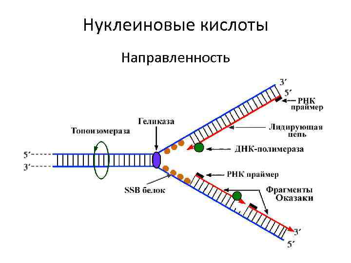 Нуклеиновые кислоты Направленность 
