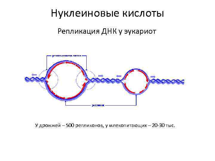 Нуклеиновые кислоты Репликация ДНК у эукариот У дрожжей – 500 репликонов, у млекопитающих –