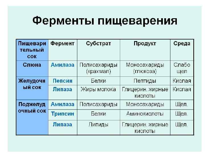 Ферменты Пищеварительные ферменты 