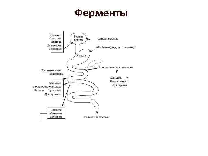 Ферменты 