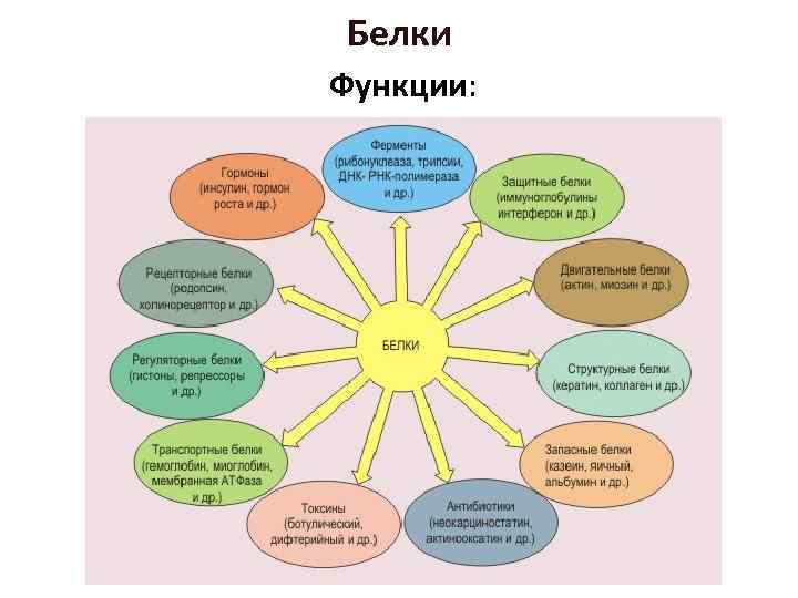Белки Функции: 
