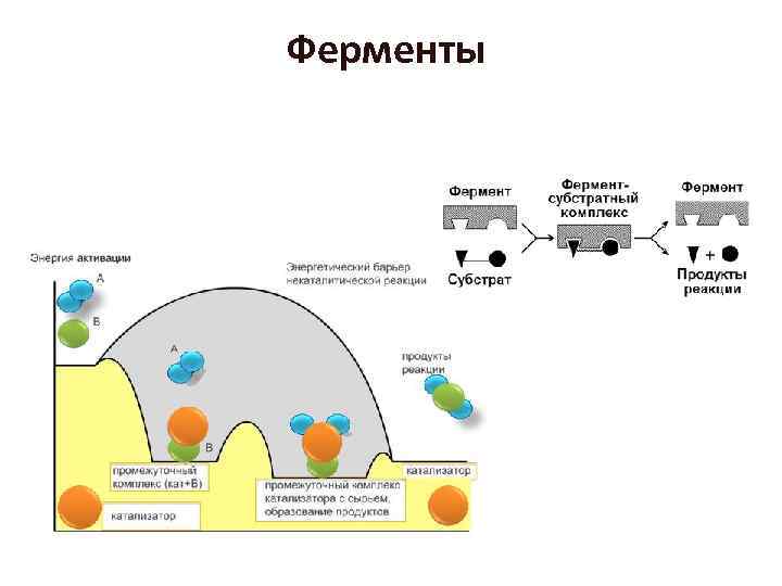 Ферменты 