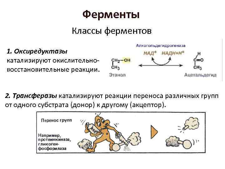 Ферменты Классы ферментов 1. Оксиредуктазы катализируют окислительно восстановительные реакции. 2. Трансферазы катализируют реакции переноса