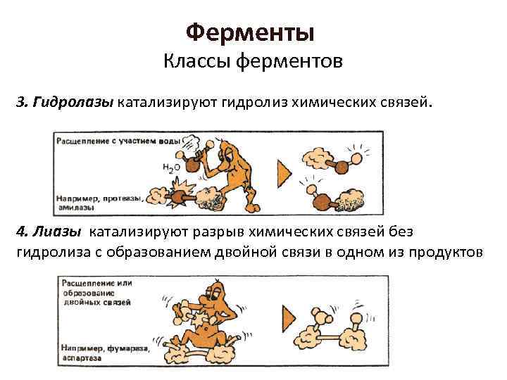 Ферменты Классы ферментов 3. Гидролазы катализируют гидролиз химических связей. 4. Лиазы катализируют разрыв химических