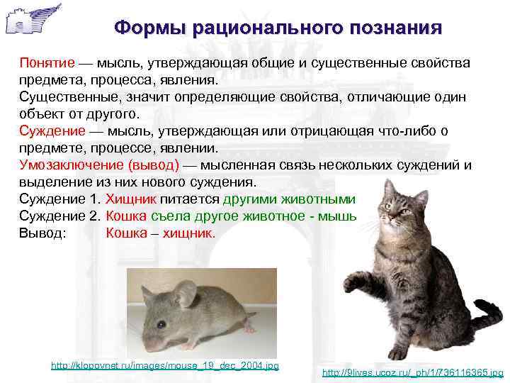 Формы рационального познания Понятие — мысль, утверждающая общие и существенные свойства предмета, процесса, явления.