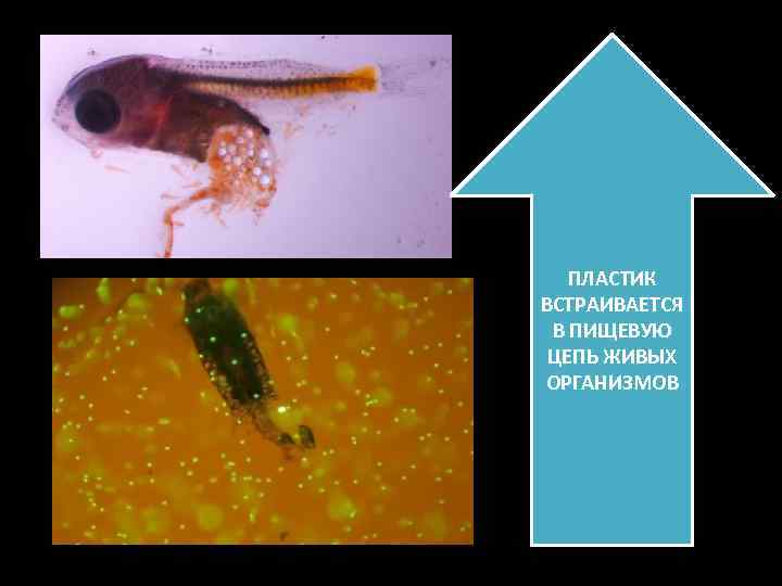 ПЛАСТИК ВСТРАИВАЕТСЯ В ПИЩЕВУЮ ЦЕПЬ ЖИВЫХ ОРГАНИЗМОВ 