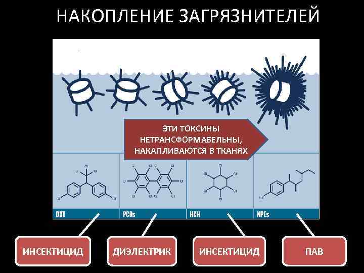 НАКОПЛЕНИЕ ЗАГРЯЗНИТЕЛЕЙ ЭТИ ТОКСИНЫ НЕТРАНСФОРМАБЕЛЬНЫ, НАКАПЛИВАЮТСЯ В ТКАНЯХ ИНСЕКТИЦИД ДИЭЛЕКТРИК ИНСЕКТИЦИД ПАВ 