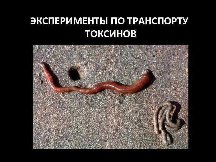 ЭКСПЕРИМЕНТЫ ПО ТРАНСПОРТУ ТОКСИНОВ 