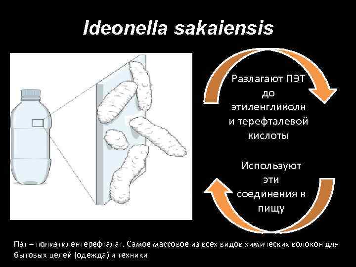 Ideonella sakaiensis Разлагают ПЭТ до этиленгликоля и терефталевой кислоты Используют эти соединения в пищу