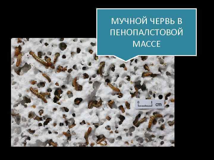 МУЧНОЙ ЧЕРВЬ В ПЕНОПАЛСТОВОЙ МАССЕ 