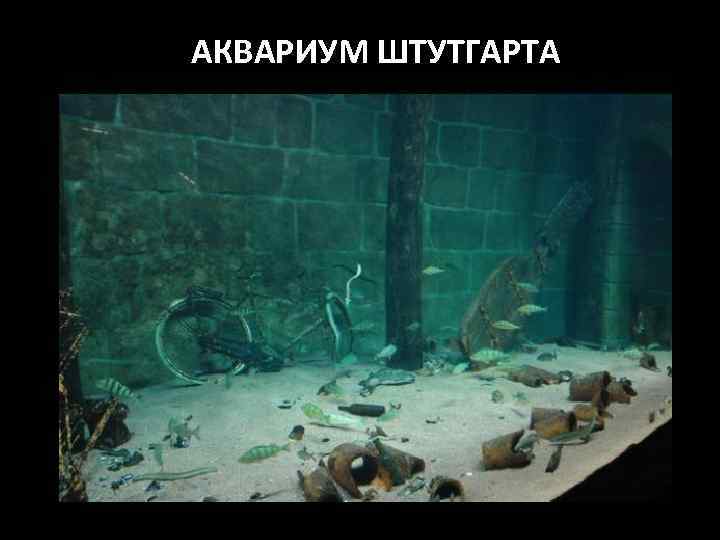 АКВАРИУМ ШТУТГАРТА 