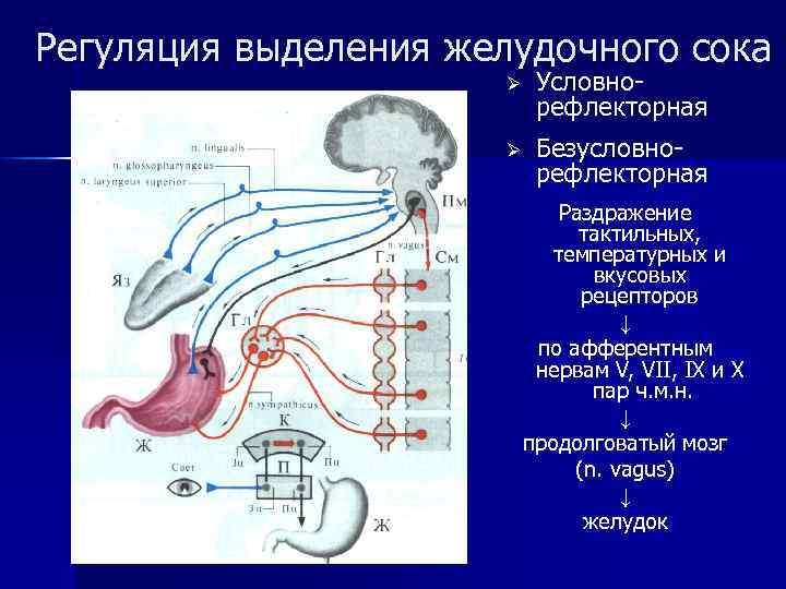 Регуляция выделения желудочного сока Ø Условнорефлекторная Ø Безусловнорефлекторная Раздражение тактильных, температурных и вкусовых рецепторов
